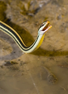 Western Ribbon snake drinking water, Thamnophis proximus orarius, Coastal Texas Western Ribbon snake drinking water, Thamnophis proximus orarius, Coastal Texas
