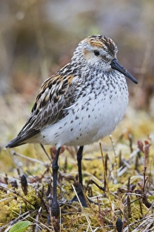 <b class=qtipBold><figcaption>Western Sandpiper</figcaption></b><br><em>© Ken Archer / DanitaDelimont.com</em> Western Sandpiper