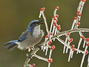 Crows And Jays Gallery: Western Scrub Jay Collection