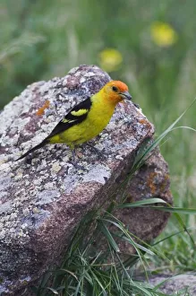 Western Tanager, Piranga ludoviciana, adult male with prey, Rocky Mountain National Park Western Tanager, Piranga ludoviciana, adult male with prey, Rocky Mountain National Park