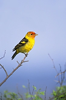 Western Tanager (Piranga ludoviciana) adult male, spring migration, south Texas, USA Western Tanager (Piranga ludoviciana) adult male, spring migration, south Texas, USA