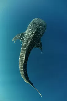 Dolphins and Whales Collection: Whale Shark (Rhincodon typus) Cenderawasih Bay West Papua Indonesia