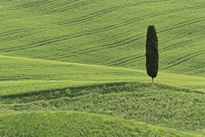 Wheat field and single cypress tree, Tuscany region of Italy Wheat field and single cypress tree, Tuscany region of Italy