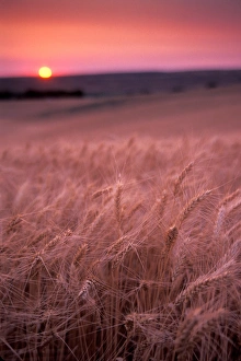 Wheat is about ready for harvest, Sunset, Walla Walla Valley, WA Wheat is about ready for harvest, Sunset, Walla Walla Valley, WA