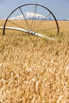 Images Dated 15th July 2006: Wheatfield near harvest time in summer, Mt. Jefferson in the background, near Redmond