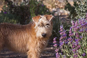 Images Dated 19th June 2013: Wheaton terrier puppy standing by flowers (PR)