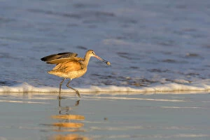 Whimbrel shorebirds (Numenius phaeopus) foraging along the waters edge of the Pacific