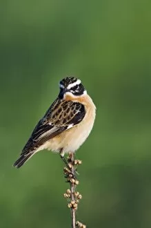 Whinchat Gallery: Whinchat, Saxicola rubetra, male, National Park Lake Neusiedl, Burgenland, Austria