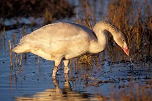 Whistling swan juvenile eating roots, 1002 coastal plain, Arctic National Wildlife Refuge Whistling swan juvenile eating roots, 1002 coastal plain, Arctic National Wildlife Refuge