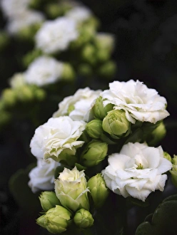 <b class=qtipBold><figcaption>white blossoms</figcaption></b><br>White blossoms<br><em>© Anna Miller / DanitaDelimont.com</em> white blossoms