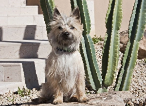 A white Cairn Terrier sitting next to a cactus A white Cairn Terrier sitting next to a cactus