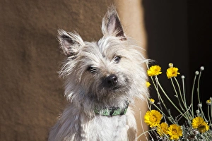 A white Cairn Terrier sitting next to yellow flowers A white Cairn Terrier sitting next to yellow flowers