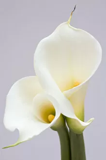 Images Dated 13th March 2006: White Calla Lilies