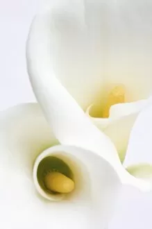 Images Dated 13th March 2006: White Calla Lilies