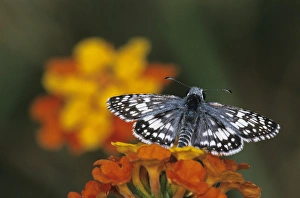 White Checkered Skipper, Pyrgus albescens, adult on Texas Lantana (Lantana urticoides) White Checkered Skipper, Pyrgus albescens, adult on Texas Lantana (Lantana urticoides)