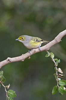 white-eyed vireo (Vireo griseus) perched in bush white-eyed vireo (Vireo griseus) perched in bush
