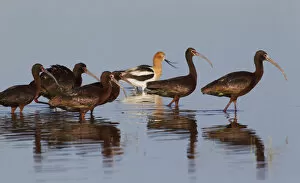 White-faced Ibiss wade past American Avocets