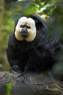 White-faced Saki (Pithecia pithecia), South America White-faced Saki (Pithecia pithecia) White-faced Saki (Pithecia pithecia), South America White-faced Saki (Pithecia pithecia)