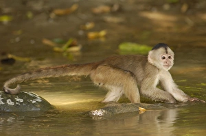 White-fronted capuchin monkey in river looking for food. (Cebus albifrons) WILD MONKEY White-fronted capuchin monkey in river looking for food. (Cebus albifrons) WILD MONKEY