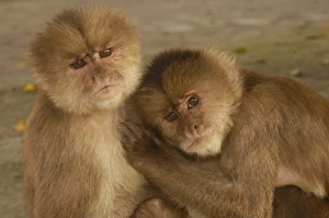 White-fronted capuchin monkeys (Cebus albifrons) grooming each other, Puerto Misahualli White-fronted capuchin monkeys (Cebus albifrons) grooming each other, Puerto Misahualli