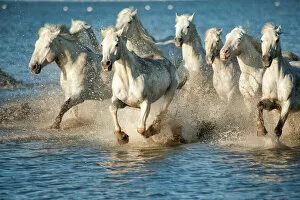 Playful Gallery: white horses of camargue, france, running in blue mediteranean water