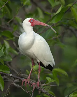 White Ibis in breeding colors, Eudocimus albus, Wakodahatchee Wetlands, Florida Rookery White Ibis in breeding colors, Eudocimus albus, Wakodahatchee Wetlands, Florida Rookery