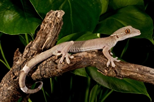 White Line (Skunk) Gecko, Gecko vittatus, Native to Indonesia, Habitat:Arboreal Rain White Line (Skunk) Gecko, Gecko vittatus, Native to Indonesia, Habitat:Arboreal Rain