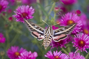 White-lined Sphinx moth (Hyles lineata) on Alma Potschke Aster (Aster novae-angliae White-lined Sphinx moth (Hyles lineata) on Alma Potschke Aster (Aster novae-angliae