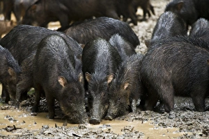 White-lipped Peccary (Tayassu pecari) at saltlick, Yasuni National Park, Amazon Rainforest, ECUADOR White-lipped Peccary (Tayassu pecari) at saltlick, Yasuni National Park, Amazon Rainforest, ECUADOR