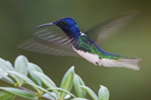 <b class=qtipBold><figcaption>White-necked Jacobin</figcaption></b><br><em>© Ken Archer / DanitaDelimont.com</em> White-necked Jacobin