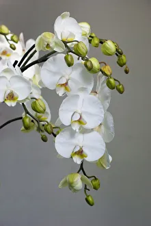 <b class=qtipBold><figcaption>White orchid blooms</figcaption></b><br><em>© Anna Miller / DanitaDelimont.com</em> White orchid blooms