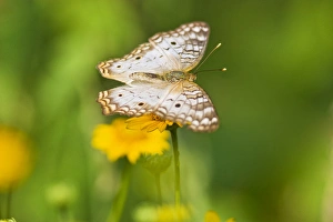White Peacock (Anartia jatrophae) nectoring on daisy flowers at the Edinburg, Texas White Peacock (Anartia jatrophae) nectoring on daisy flowers at the Edinburg, Texas