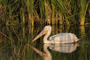 White pelican cruising past the soft-stem bulrush, Pelecanus erythrorhynchos, Viera White pelican cruising past the soft-stem bulrush, Pelecanus erythrorhynchos, Viera
