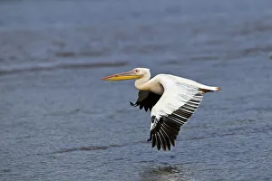 White Pelican in flight, Lake Nakuru National Park, Kenya, Africa White Pelican in flight, Lake Nakuru National Park, Kenya, Africa