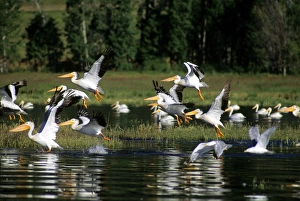 White pelicans in flight at Lake Cascade, Idaho White pelicans in flight at Lake Cascade, Idaho