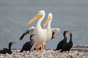 White pelicans (Pelecanus erythrorhynchos) and double-crested cormorants (Phalacrocorax