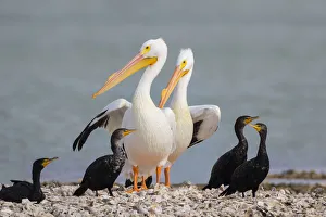 White pelicans (Pelecanus erythrorhynchos) and double-crested cormorants (Phalacrocorax White pelicans (Pelecanus erythrorhynchos) and double-crested cormorants (Phalacrocorax