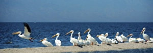 White pelicans (pelecanus erythrorynchos) on the shore of the toxic and salty Salton White pelicans (pelecanus erythrorynchos) on the shore of the toxic and salty Salton