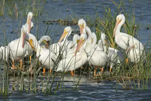 Images Dated 3rd March 2014: White pelicans resting among the bulrush, Pelecanus erythrorhynchos, Viera Wetlands Florida