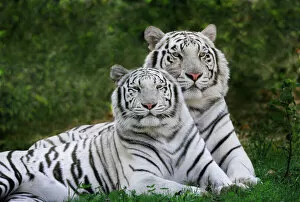 Big Cat Gallery: White phase, Bengal Tiger, Tigris