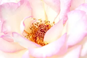 White and Pink rose, Como Park Zoo and Conservatory, Minneapolis, Minnesota White and Pink rose, Como Park Zoo and Conservatory, Minneapolis, Minnesota