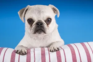 White Pug puppy resting on a striped cushion. (PR) White Pug puppy resting on a striped cushion. (PR)