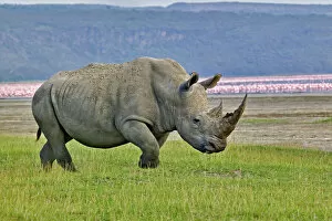Images Dated 25th July 2005: White Rhinoceros