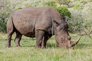 White rhinoceros grazing among foothills in the Masai Mara, Kenya, Africa White rhinoceros grazing among foothills in the Masai Mara, Kenya, Africa