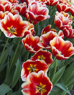 <b class=qtipBold><figcaption>White rimmed red tulips</figcaption></b><br><em>© Anna Miller / DanitaDelimont.com</em> White rimmed red tulips