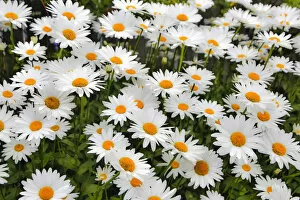 Images Dated 18th July 2014: White shasta daisy