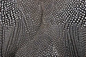 White spots on black feathers of the Helmeted Guineafowl White spots on black feathers of the Helmeted Guineafowl