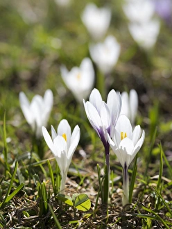 White Spring Crocus (Crocus vernus) in full bloom in the Eastern Alps of central Europe White Spring Crocus (Crocus vernus) in full bloom in the Eastern Alps of central Europe