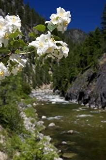 White syringa flowers growing along the East Fork of the South Fork of the Salmon