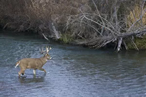 Images Dated 19th November 2008: White-tail deer buck crossing river